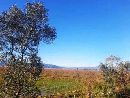 Ortaca Dalyan 73,500 M2 Suitable Pomegranate Garden For Sale