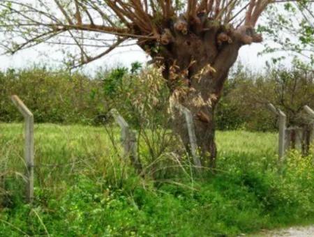 8 000 M2 Fertile Land For Sale In Muğla Ortaca Fevziye