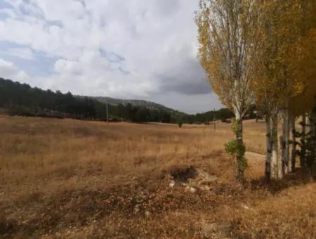 6 230 M2 Fertile Land For Rent In Çameli Cumaalanı