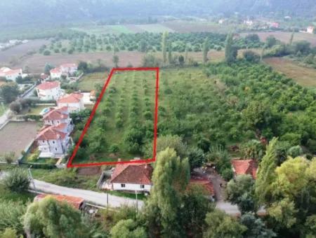 Muğla Ortaca Marmarlıda 4.000 M2 Lemon Garden 5 Years Rental