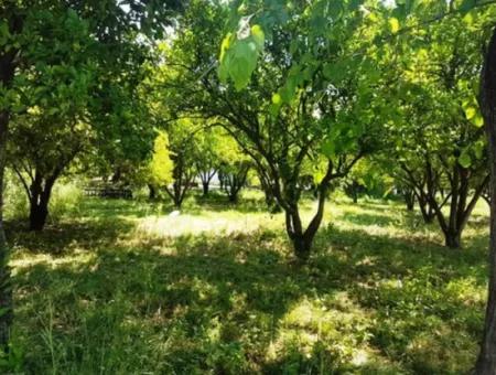 1000 M2 Stake Field For Sale In Ortaca Archers