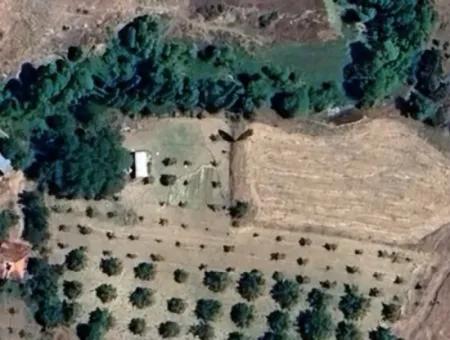 3500 M2 Zoned Walnut Orchard For Sale In Denizli Çameli Cevizli