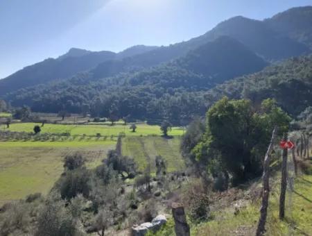 Muğla Dalyan Gökbelde 13 200 M2 Detached Title Deed Olive Grove For Sale