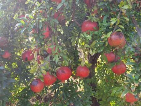 Pomegranate Field With 9831 M2 Share In Ortaca Mergenlide For Sale