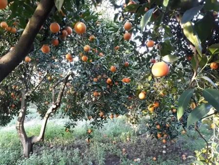 Garden For Sale In Köyceğiz Village