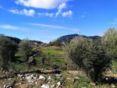 Mugla Ortaca Gokbel Bargain Olive Grove For Sale