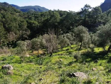 Mugla Ortaca Gokbel Bargain Olive Grove For Sale