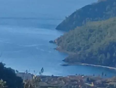 1 650 M2 Olive Grove With Sea View For Sale In Köyceğiz Ekincik