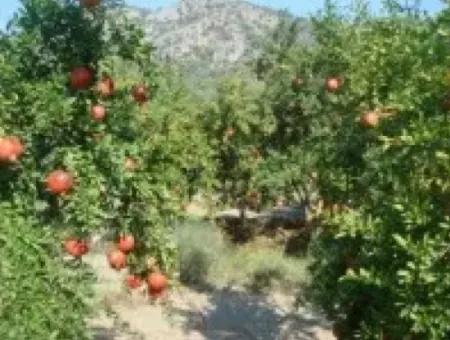 Ortaca, Mergenlide Detached 8.780 M2 Pomegranate Garden For Sale