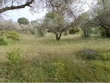 1272M2 Land Zoned In Muğla Menteşe Yaraş Village Is For Sale.   