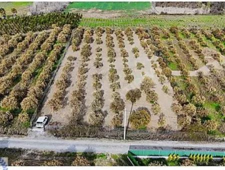 3 100 M2 Orange Field For Sale In Muğla Köyceğiz Döğüşbelen