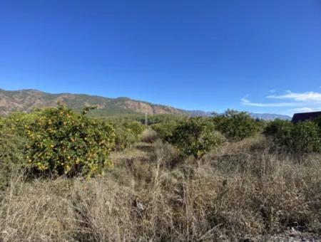 3 100 M2 Orange Field For Sale In Muğla Köyceğiz Döğüşbelen