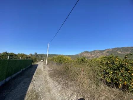3 100 M2 Orange Field For Sale In Muğla Köyceğiz Döğüşbelen