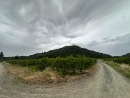 6.250 M² Well-Kept Bargain Pomegranate Garden For Sale In Dalyan, Muğla