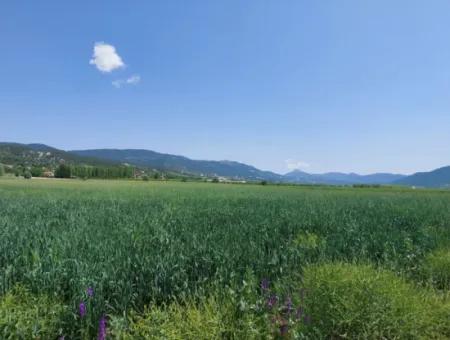 Bargain Land For Sale In Çameli Bıçakçı – 5.333 M² Detached Title Deed