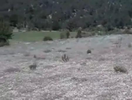 2030 M2 Field For Sale In Çameli Ayvacık