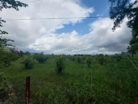5.000 M2 Land With 150 M2 Construction Right Is For Sale In Muğla Dalyan