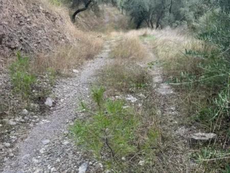1.025 M2 Qualified Olive Grove Land In Muğla Milas Çakıralan Is For Sale