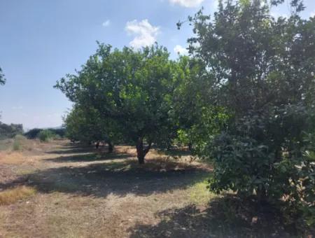 Muğla Okçular On The Border Of Dalyan 750 M2 Cooperative Land Is For Sale At An Urgent Bargain Price