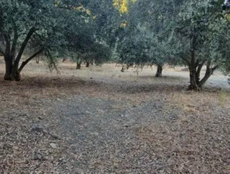 Muğla Köyceğiz Çandır Mah.4 250 M2 Olive Grove For Sale