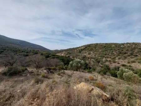 8.400 M² Bargain Olive Grove For Sale With Detached Title Deed In Datça Yazı, Muğla