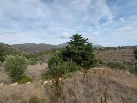 8.400 M² Bargain Olive Grove For Sale With Detached Title Deed In Datça Yazı, Muğla