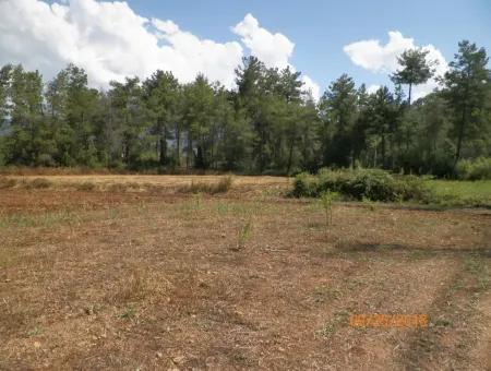 In Beyoba Of Fertile Land For Sale Bargain