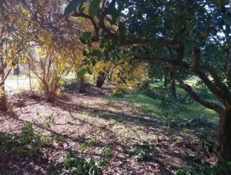 1000M2 Detached Land With 250 M2 Construction Right In Ortaca Okçular For Sale