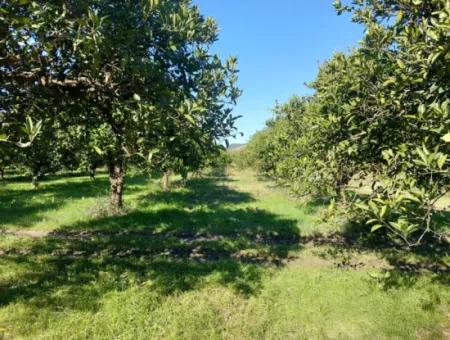 1000M2 Detached Land With 250 M2 Construction Right In Ortaca Okçular For Sale