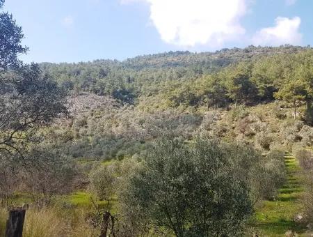 Land For Sale In Dalaman Honor Kircagedire