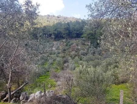 Land For Sale In Dalaman Honor Kircagedire