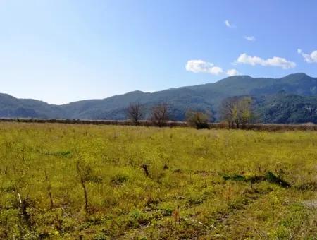 Farm For Sale Bargain In Dalyan