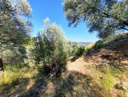 400 M2 Plot For Sale Bargain Ortaca Sarıgerme