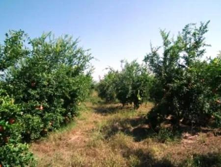 Eskikoy For Sale Bargain Ortaca In The Pomegranate Gardens