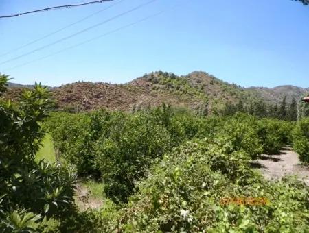 Lemon Garden For Sale In Dalaman Muğla Native Tasliburun 5 330 M2