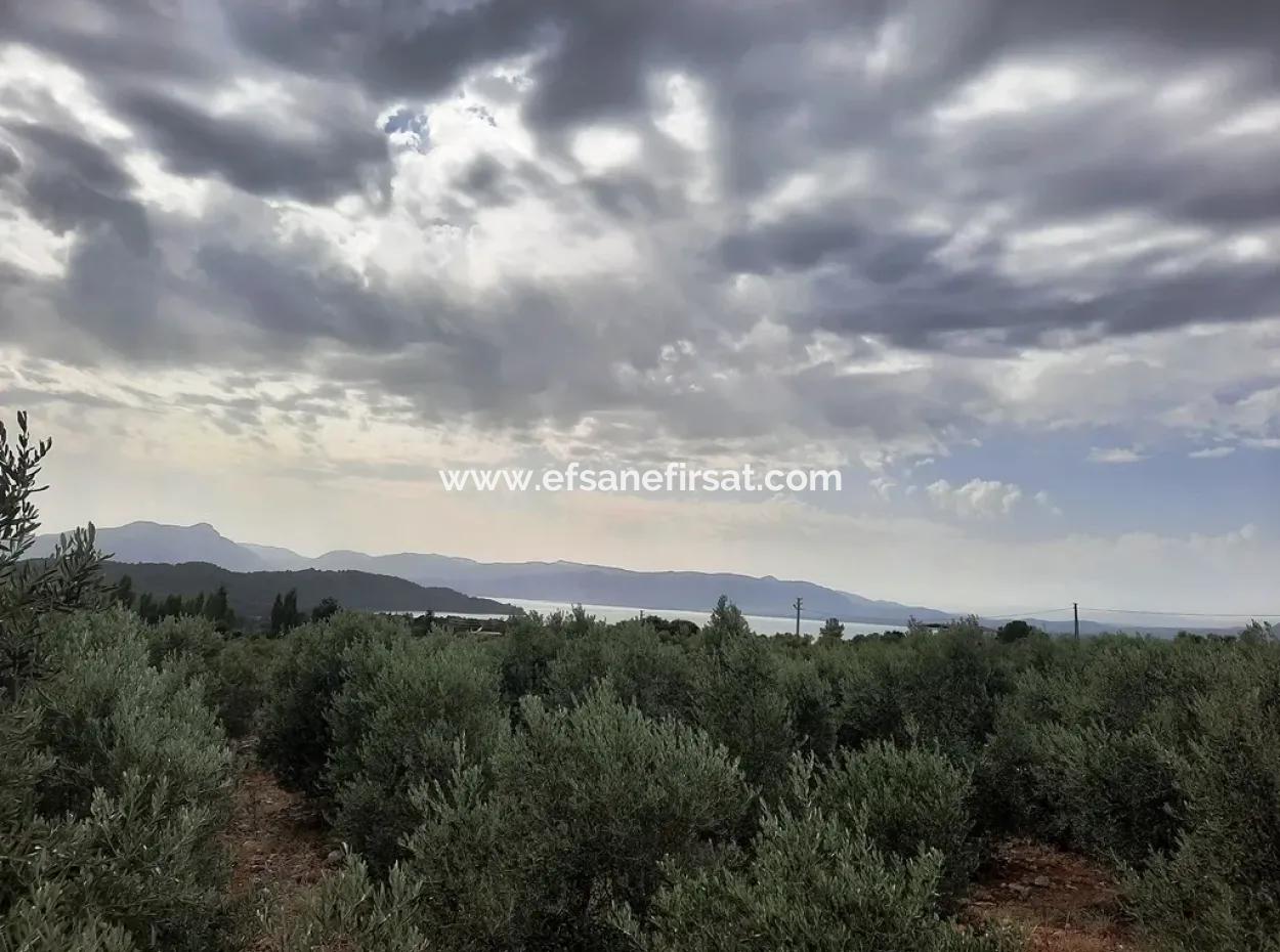 Köyceğiz Zeytinalanında Satılık Göl Manzaralı Arazi