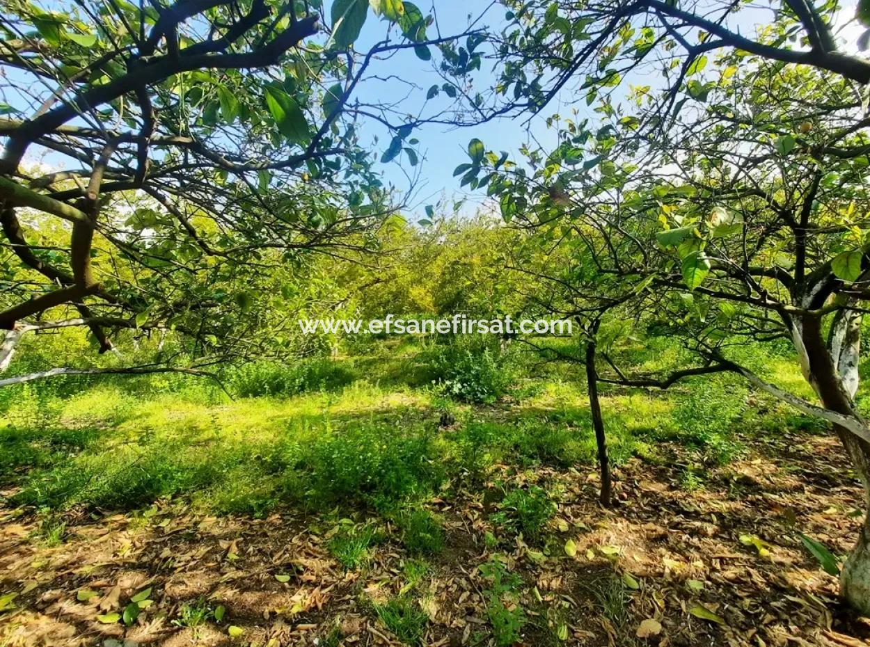 Ortaca Güzelyurtta 1 500 M2 Arsa Satılık 250 M2 İnşaat İzni Var