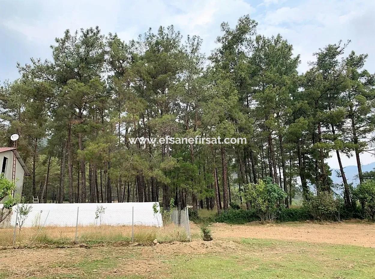 Ortaca Çaylıda Çam Ormanı İçinde Çay Kenarı 10345 M2 Arazi Ve Müstakil Ev Satılık