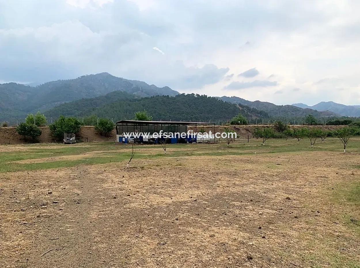 Ortaca Çaylıda Çam Ormanı İçinde Çay Kenarı 10345 M2 Arazi Ve Müstakil Ev Satılık