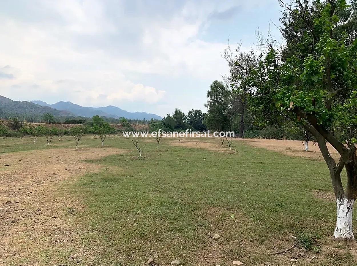 Ortaca Çaylıda Çam Ormanı İçinde Çay Kenarı 10345 M2 Arazi Ve Müstakil Ev Satılık