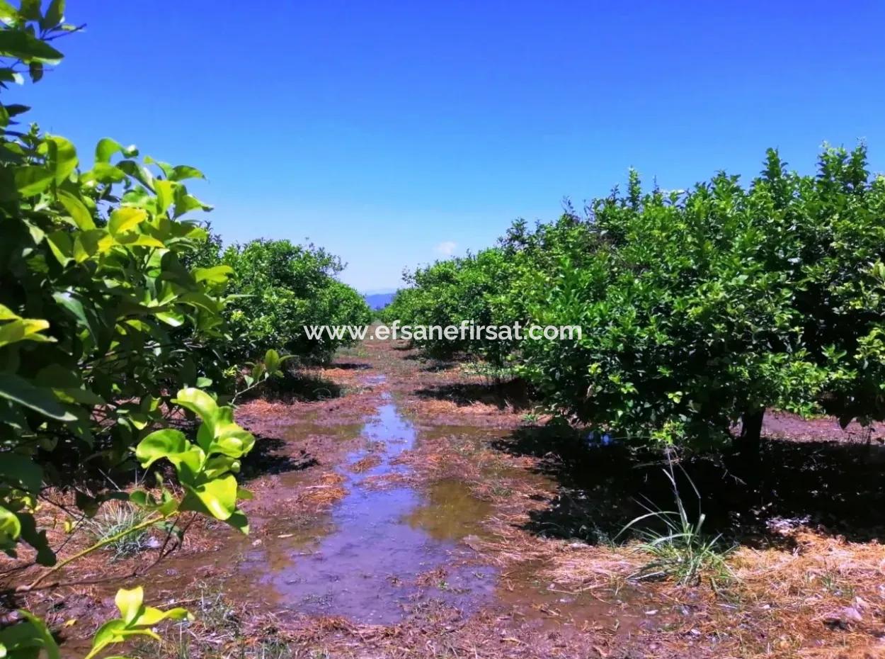 Ortacada Satılık Kelepir Limon Bahçesi