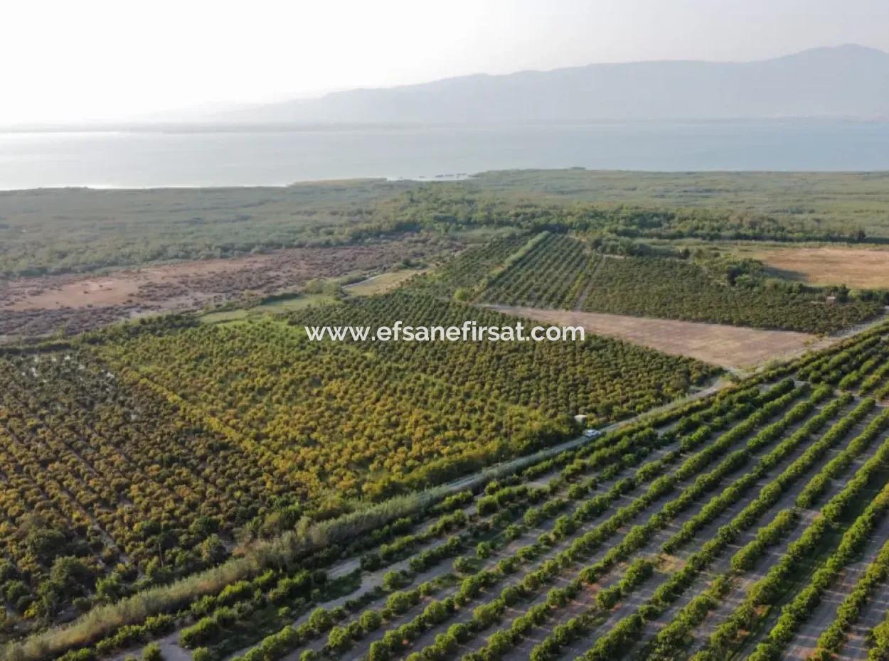 Muğla Ortaca Tepearasında Satılık Nar Bahçesi