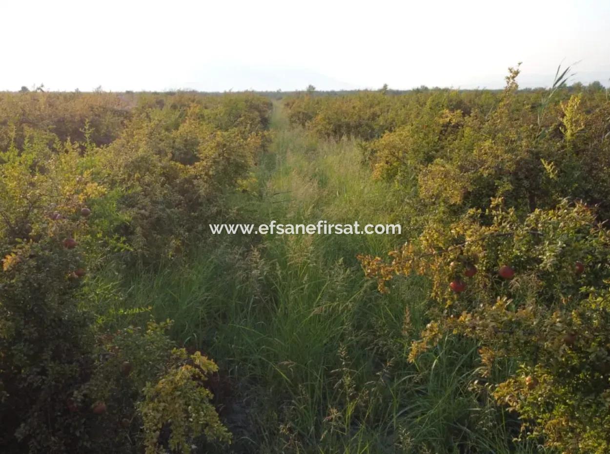 Muğla Ortaca Tepearasında Satılık Nar Bahçesi