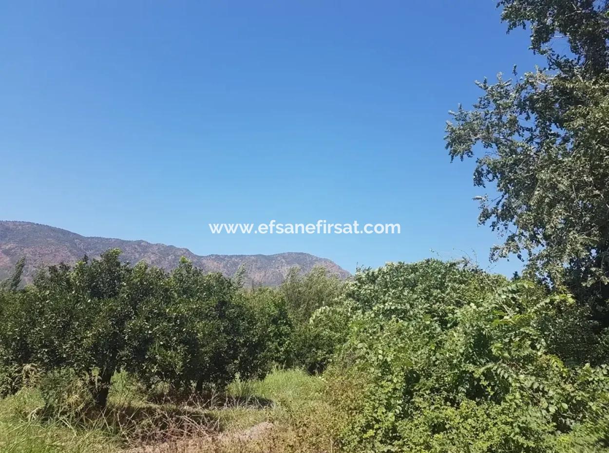 Toparlarda Satılık Mandalina Bahçesi