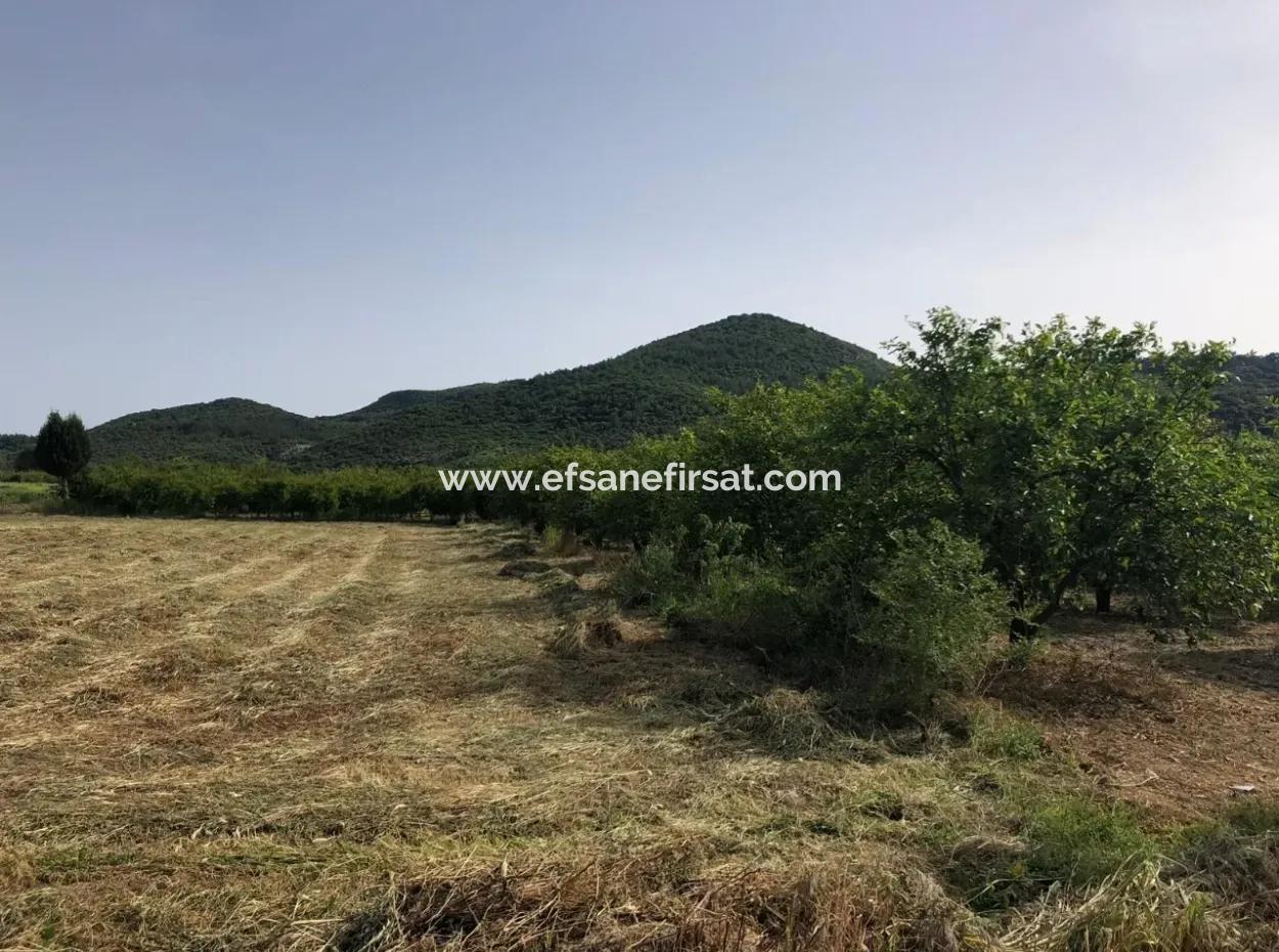 Ortaca Fevziye De 2000 M2 Kelepir Tarla Satılık