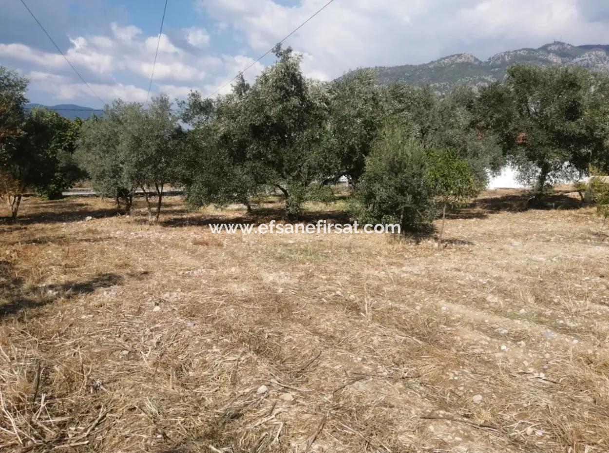 Köyceğiz Zeytinalanında Göl Manzaralı 1992 M2 Arsada 2 Adet Müstakil Ev Satılık