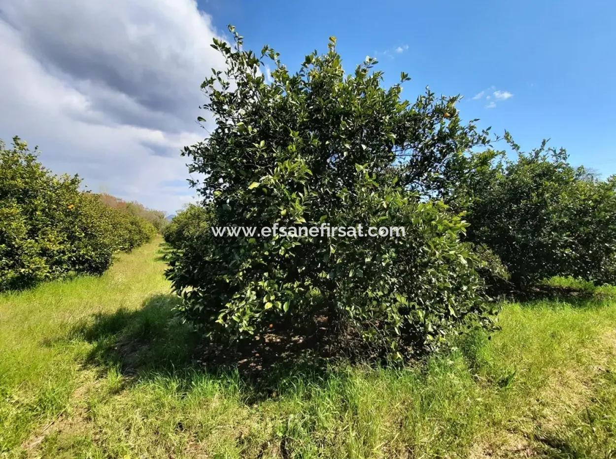 Ortaca Mergenlide  5134  M2 Ve Resmi 50 M2 İnşaata İzinli Narenciye Bahçesi Satılık