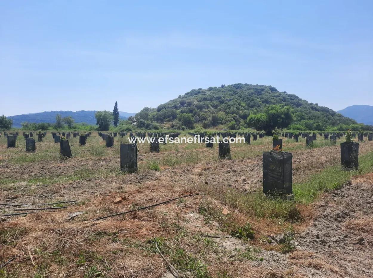 Muğla Güzelyurtta Satılık 40.000 M2  Avokado Bahçesi