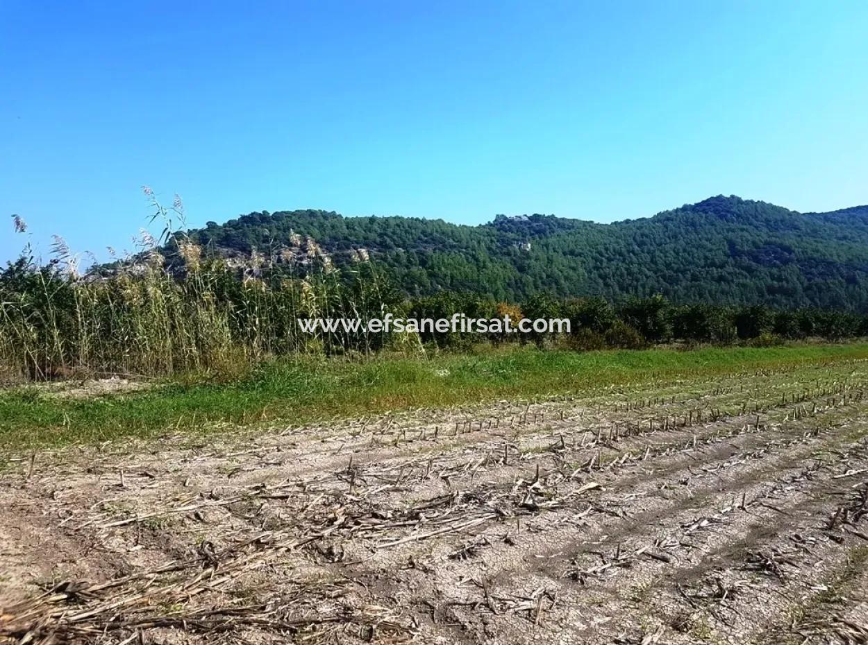 Güzelyurtta Kiralık Verimli Arazi