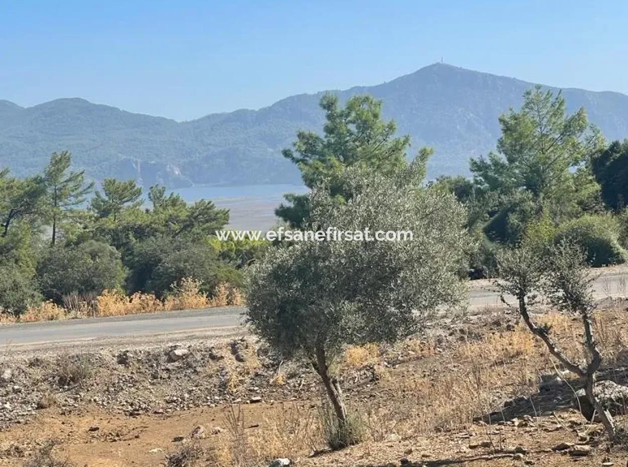 Muğla Köyceğiz Çandır Mah. 5000 M2 2B Tarla Satılık